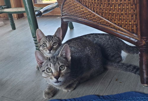 JERRY & JOJO
