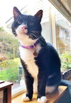 ELVIS - Offered by Owner - sweet Senior