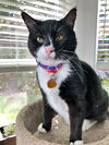 ELVIS - Offered by Owner - sweet Senior