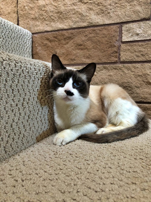 PIXIE - Offered by Owner