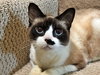 PIXIE - Offered by Owner