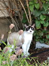 PIXIE - Offered by Owner