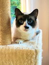 PIXIE - Offered by Owner