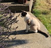 PIXIE - Offered by Owner