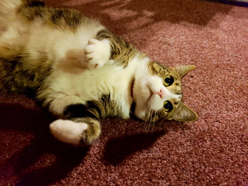 PRECIOUS - Offred by Owner