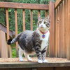 PRECIOUS - Offred by Owner