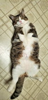 PRECIOUS - Offred by Owner