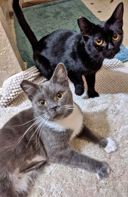 TAYLOR & SHADOW - Offered by Owner Female Pair