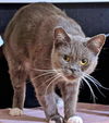 TAYLOR & SHADOW - Offered by Owner Female Pair