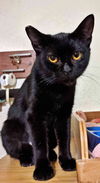 TAYLOR & SHADOW - Offered by Owner Female Pair