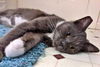 TAYLOR & SHADOW - Offered by Owner Female Pair