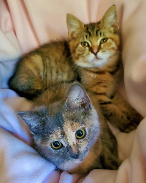 MIMI & TILLY - Offered by Owner Pair