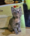 MIMI & TILLY - Offered by Owner Pair
