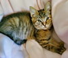MIMI & TILLY - Offered by Owner Pair