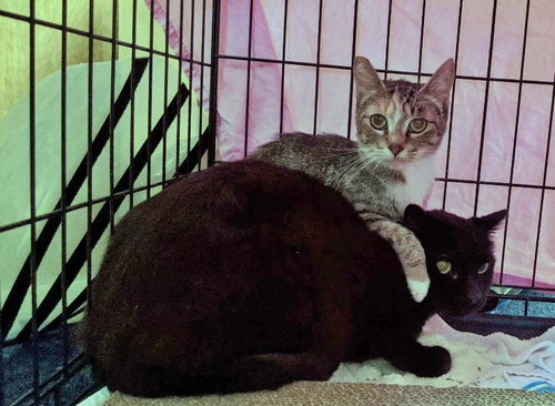 CHAZ & MJ - Offered by Owner - Barn / Outdoor pair