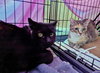 CHAZ & MJ - Offered by Owner - Barn / Outdoor pair