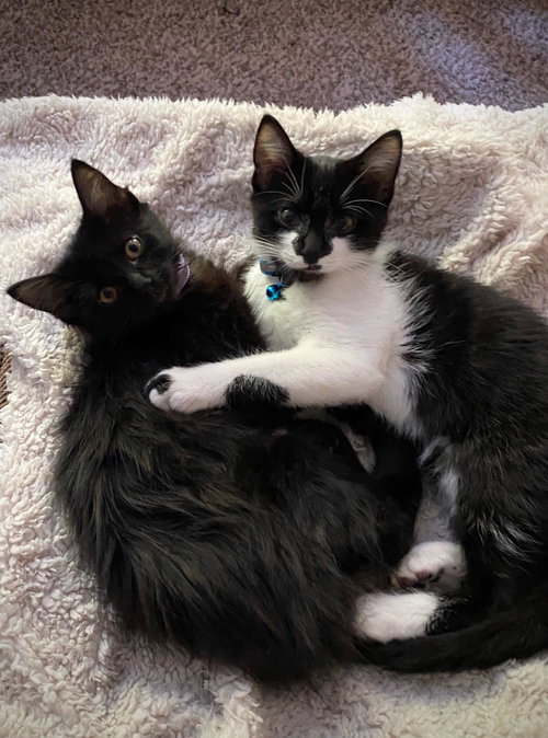 SMOKEY & BANDIT - bonded siblings