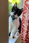 SMOKEY & BANDIT - bonded siblings