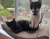 SMOKEY & BANDIT - bonded siblings