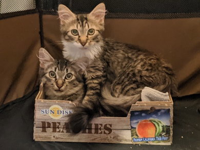 MERRY & PIPPIN - Offered by Owner Pair