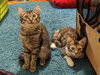 MERRY & PIPPIN - Offered by Owner Pair