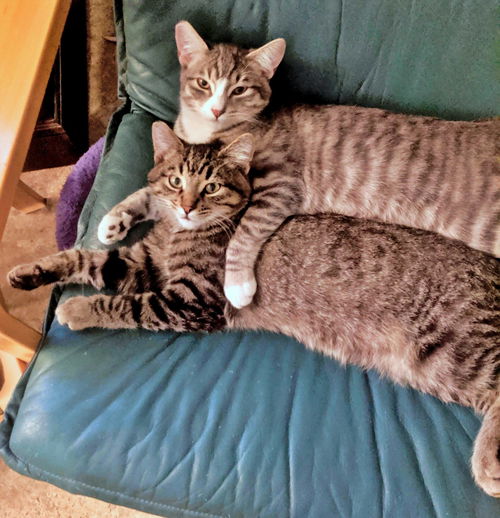 ROCKY & MOOSE - Offered by Owner brother pair