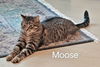 ROCKY & MOOSE - Offered by Owner brother pair