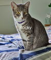 ROCKY & MOOSE - Offered by Owner brother pair
