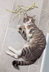 ROCKY & MOOSE - Offered by Owner brother pair