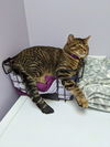 ROCKY & MOOSE - Offered by Owner brother pair