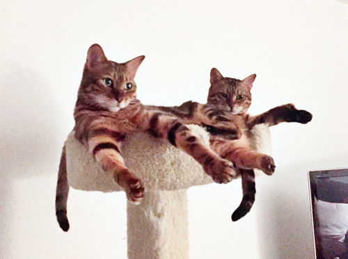 BENGAL BROTHERS - Offered by Owner