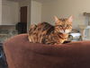 BENGAL BROTHERS - Offered by Owner