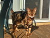 BENGAL BROTHERS - Offered by Owner