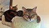 BENGAL BROTHERS - Offered by Owner
