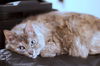 ISABELLE - Offered by Owner - Senior