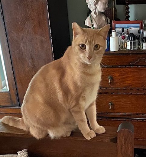 MARLEY - Offered by Owner - Adult Female