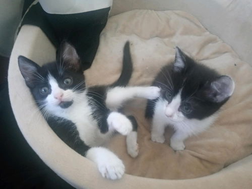 SAGE and SID Kitten Pair