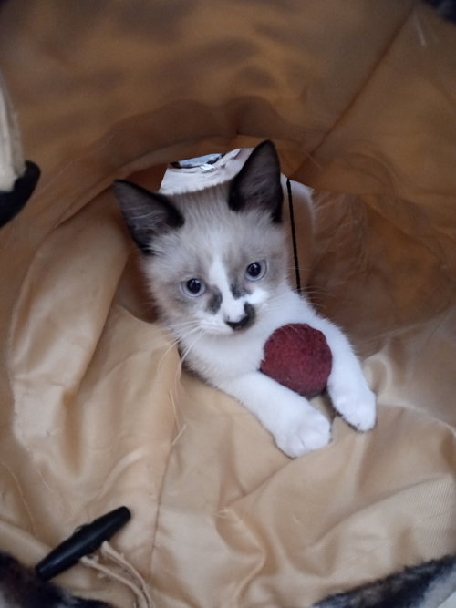 sonja