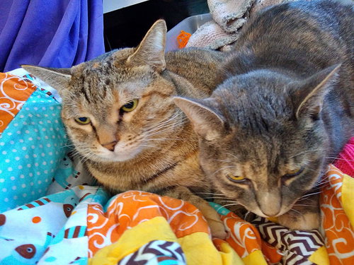 Sister Pair - Offered by Owner