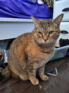 Sister Pair - Offered by Owner