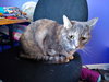 Sister Pair - Offered by Owner