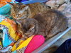 Sister Pair - Offered by Owner