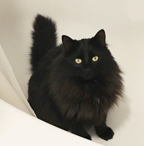 CHARLIE - Offered by Owner - Young Adult