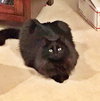 CHARLIE - Offered by Owner - Young Adult