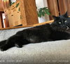 CHARLIE - Offered by Owner - Young Adult