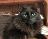 CHARLIE - Offered by Owner - Young Adult