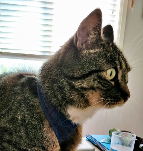 ALEX - Offered by Owner
