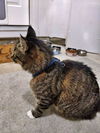 ALEX - Offered by Owner