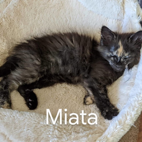MISS MIATA - Kitten looking for playmate