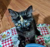 MISS MIATA - Kitten looking for playmate